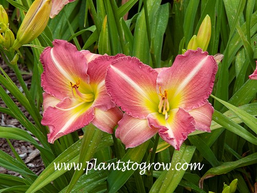 Daylily Becky Lynn (Hemerocallis)
20 inches tall
6 inch rose blend with green throat 
early, diploid
(Guidry, 1977)